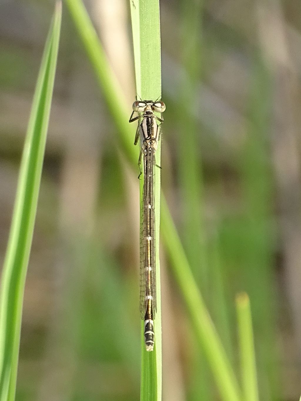 Enallagma cyathigerum  m & f